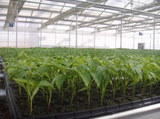 Bandeja de plántulas de arroz de plástico duro de buena calidad para la siembra de vivero de semillas de arroz con cáscara